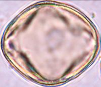 diversifolius